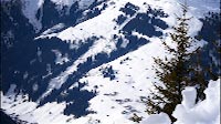 Tree Overlooking Mountain Village